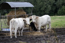 Vaches blanc-bleu
