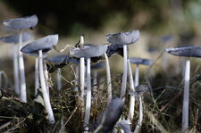 "Forêt" de champignon