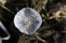 Chapeau de champignon