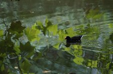 Gallinule poule d