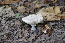 Champignon ???