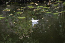 Mouette rieuse