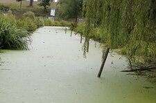 Le marais poitevin ?