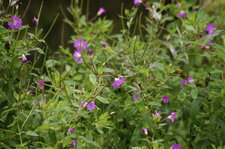 Epilobe à grandes fleurs