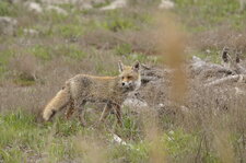 Renard