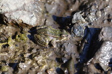 Grenouille verte
