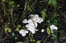Champignon ???
