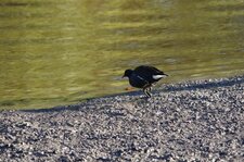 Gallinule poule d