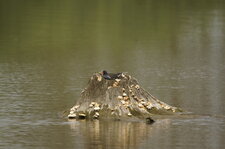 Gallinule poule d