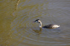 Grèbe huppé en plumage hivernal