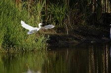 Aigrette garzette