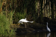 Aigrette garzette (2)
