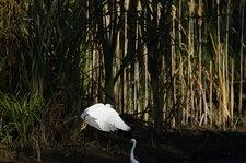 Aigrette garzette (3)