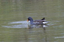 Gallinule poule d