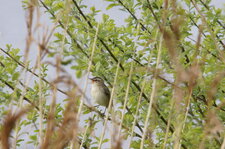 Phragmite des joncs