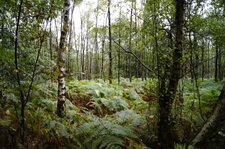 Bois Départemental de Roquelaure