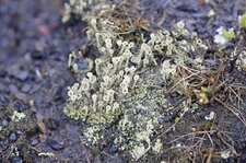 Cladonia sp.