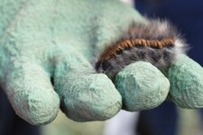Chenille du Bombyx de la Ronce