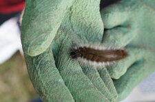 Chenille du Bombyx de la Ronce