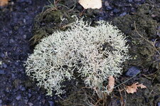 Lichen