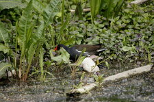 Gallinule poule d