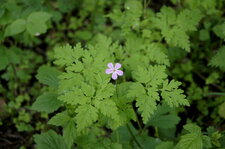 Géranium Herbe à Robert