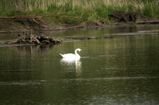 Cygne tuberculé