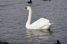 Cygne tuberculé
