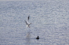 Mouette rieuse