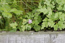 Géranium robertium