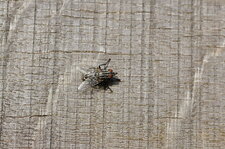 Mouche à damier