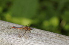 Sympetrum striolatum - mâle