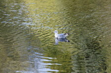 Mouette rieuse