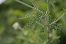Feuille d