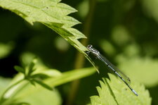 Agrion jouvencelle