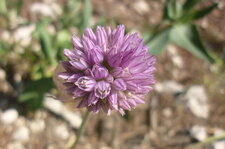 Ail à tête ronde