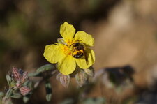 Andrena sp.