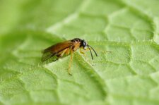 Arge ochropus