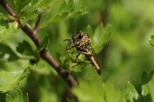 Asilidé sp.