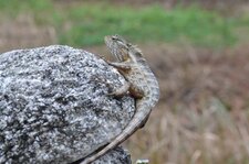 Caméléon