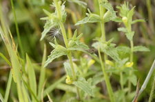 Feuille de Bartsie visqueuse