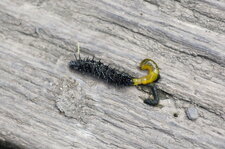 Bouillie de Chenille de Paon du jour