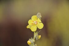 Fleur de Bouillon Blanc