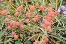 Ephedra distachya ou raisin de mer