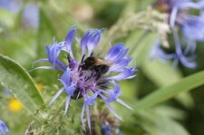 Bourdon sur un Bleuet