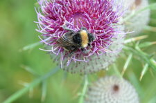 Bourdon sur Cirse Laineux