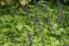 Bugle rampant