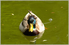 Canard colvert
