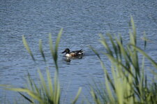 Canard souchet