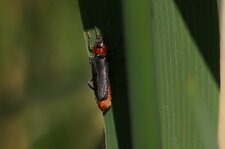 Cantharis fusca